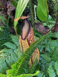 A lower pitcher of Nepenthes hamata. These were growing right down by the ground and seemed to be growing happily with very little light.