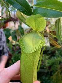 A very large N. hamata upper pitcher.