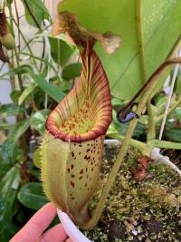 This was the only plant which Christian ordered from the latest Exotica Plants import: N. veitchii x burbidgeae. I also got a specimen from this cross - it's a beautiful plant.