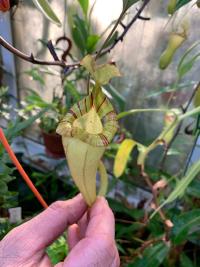 Nepenthes platychila upper pitcher.