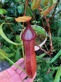 Nepenthes adrianii.