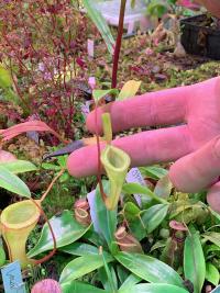 Nepenthes dubia.