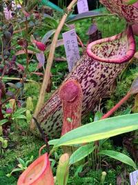 A young plant of the magnificient Nepenthes klossii from the recent Borneo Exotics release.