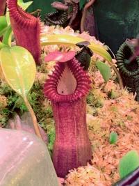 A larger pitcher on Nepenthes edwardsiana.