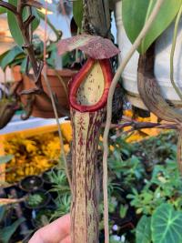 Nepenthes boschiana. Lovely elongated pitchers.