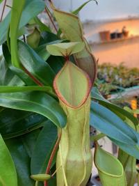 I think this was Nepenthes tentaculata x campanulata.