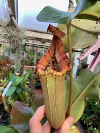 Nepenthes truncata.