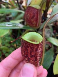 In the lowland area, I spotted this tricolor form of Nepenthes ampullaria.