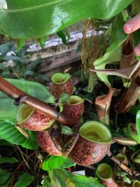 Clumps of Nepenthes ampullaria tricolor growing on the thick stem.