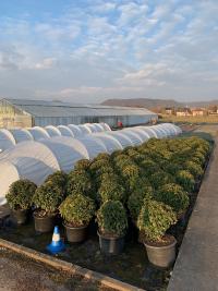 Christian's tropical greenhouse is next to his house, but his main nursery is down the road. Here he grows temperate carnivores in polytunnels, and also runs his primary business as a landscape gardener.