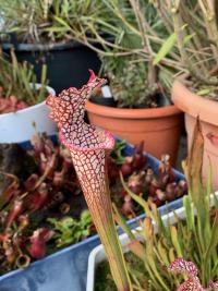A Sarracenia leucophylla which had held its pitchers throughout winter.