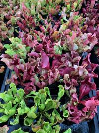 Carnivorous cabbages: the Sarracenia purpurea bench.