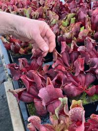 Some nice Sarracenia purpurea varieties.