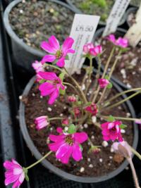Hepatica japonica, one of Christian's non-carnivorous plants.