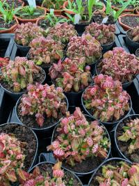 Pots of Cephalotus follicularis, the Albany pitcher plant.