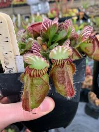 Cephalotus cultivars. This one had particularly large pitchers, and lacked any markings on the underside of the lid.