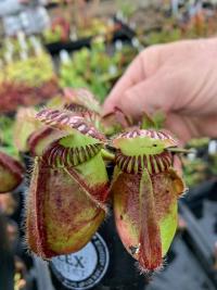 This Cephalotus had pitchers around 2 inches in size, probably the biggest I've ever seen in person.