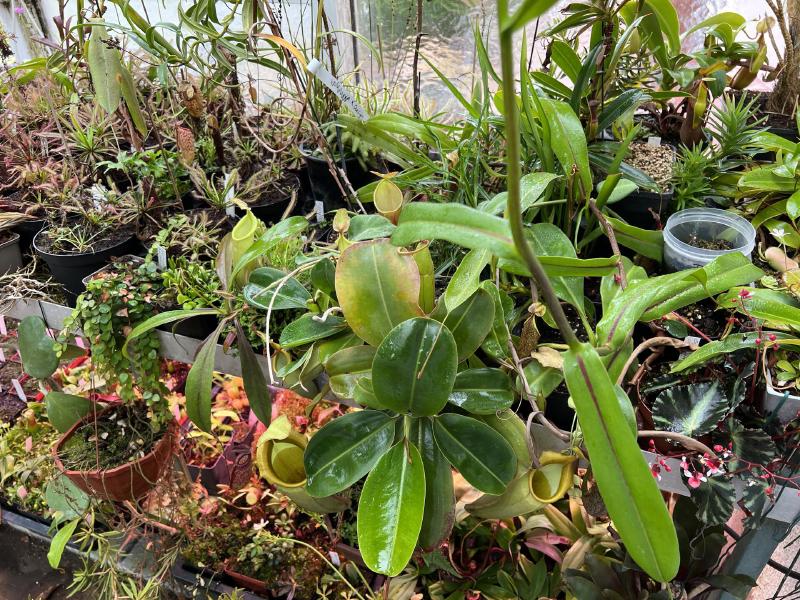 The big one in the foreground in N. veitchii x campanulata.