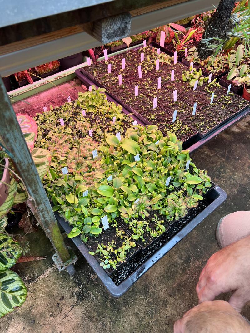 Nepenthes seedlings and Helis under lights beneath every bench. Chris repots and fertilises seedlings regularly. We've both found seedlings can 'stall' without this.