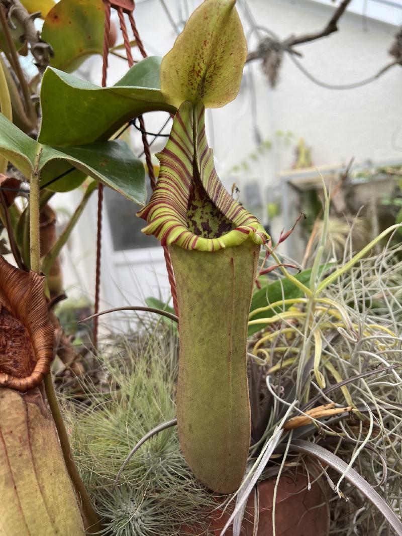 Nepenthes truncata, highland form.