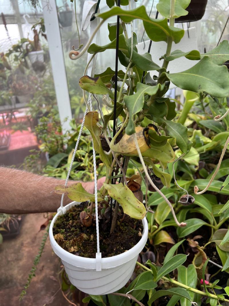 Nepenthes undulatifolia.