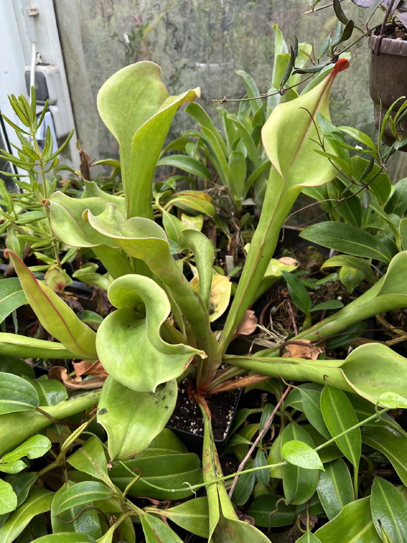 I think this was Heliamphora ionasi.