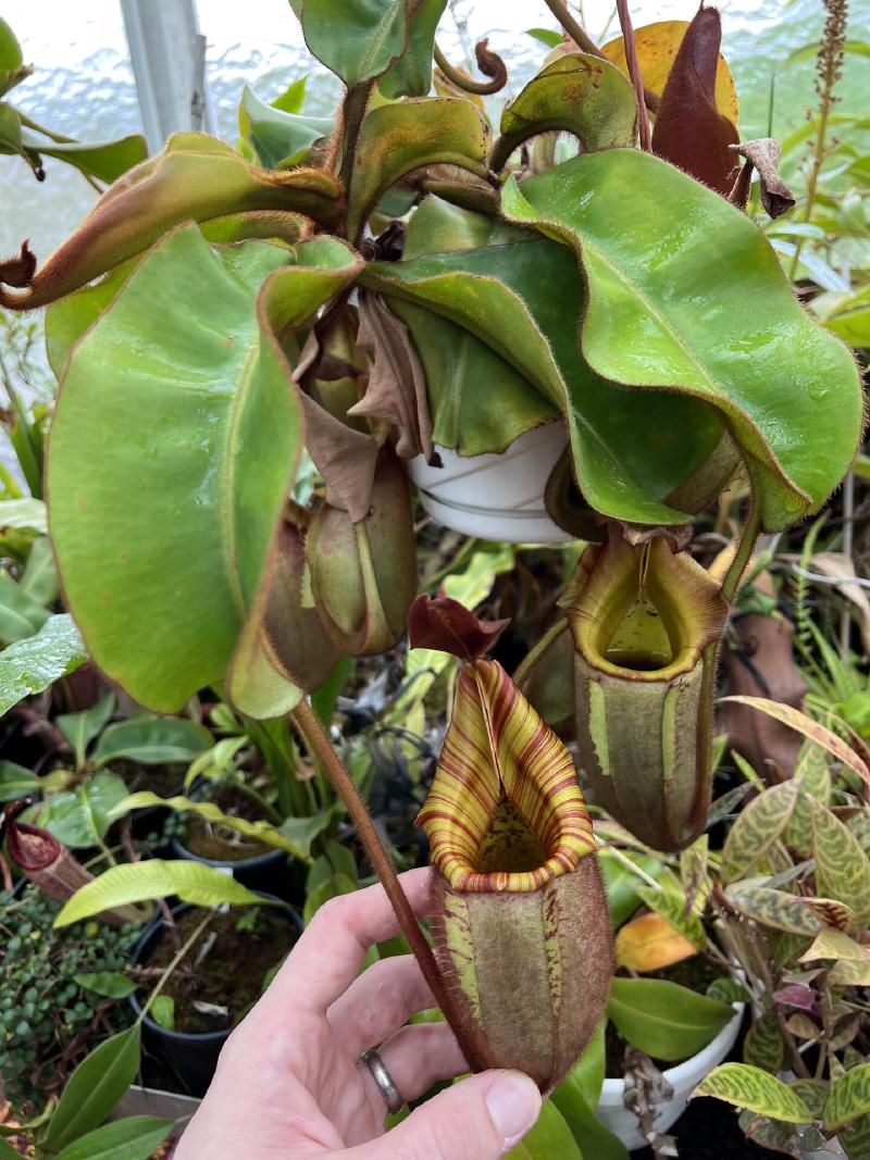 Another N. veitchii. Unlike on previous visits, I didn't note down his breeding designations. Many past greges are now flowering, making it harder to keep track!