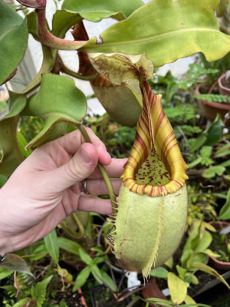 I believe this one was N. veitchii 'Bareo' x 'Yamada'.