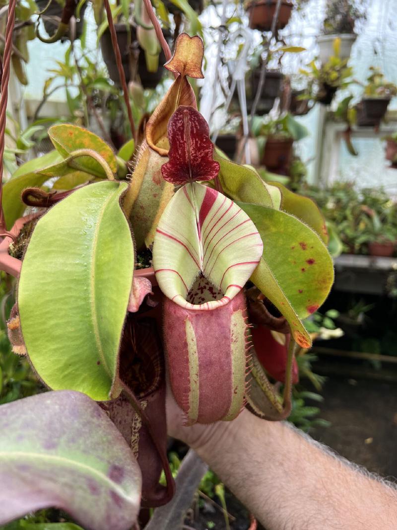 A very lovely N. veitchii 'Candy' x 'Candy'.