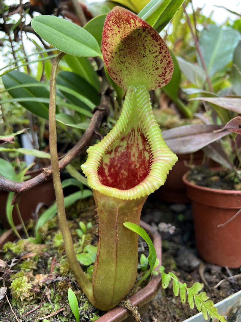 A basal pitcher on N. x trusmadiensis.