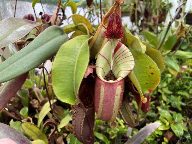 Every plant from the 'Candy' x 'Candy' grex I saw had excellent colour. Many were elongated, more so than the 'Candy' x 'Yamada' and 'Bareo' x 'Yamada' crosses, which tended towards a more squat shape.