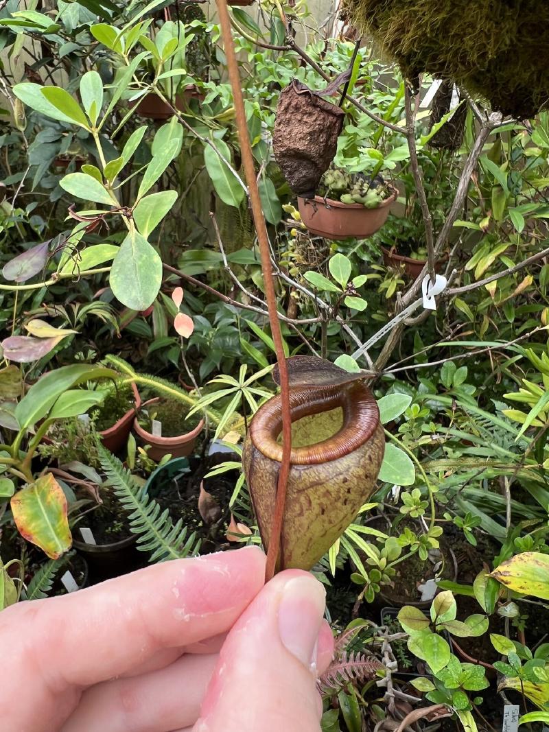 Nepenthes tenuis.