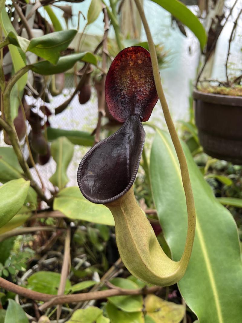 An aging upper pitcher on Nepenthes lowii.