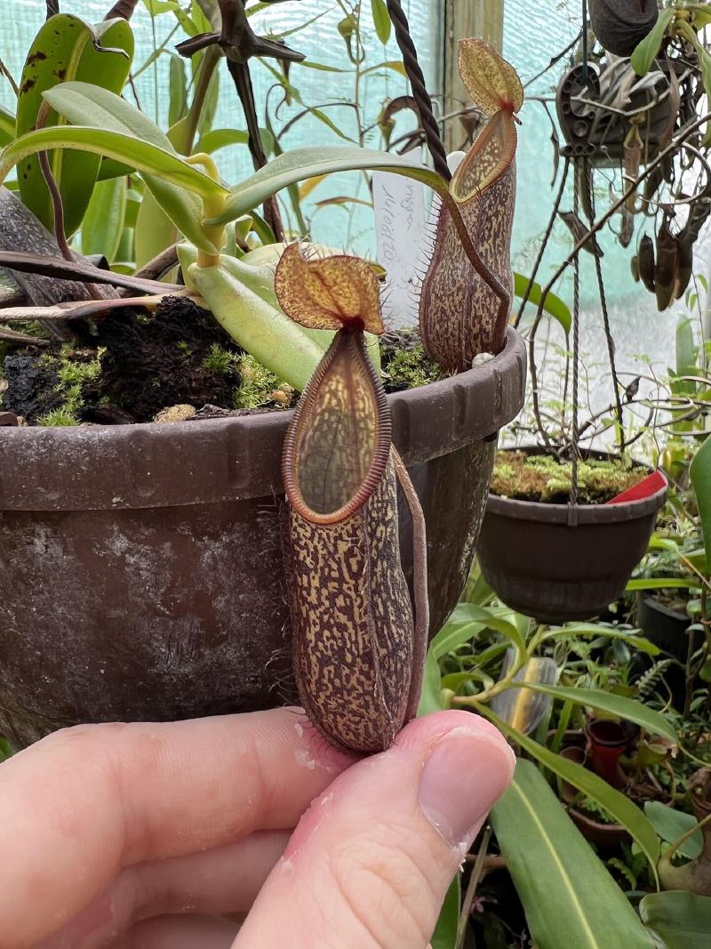 Nepenthes nigra.