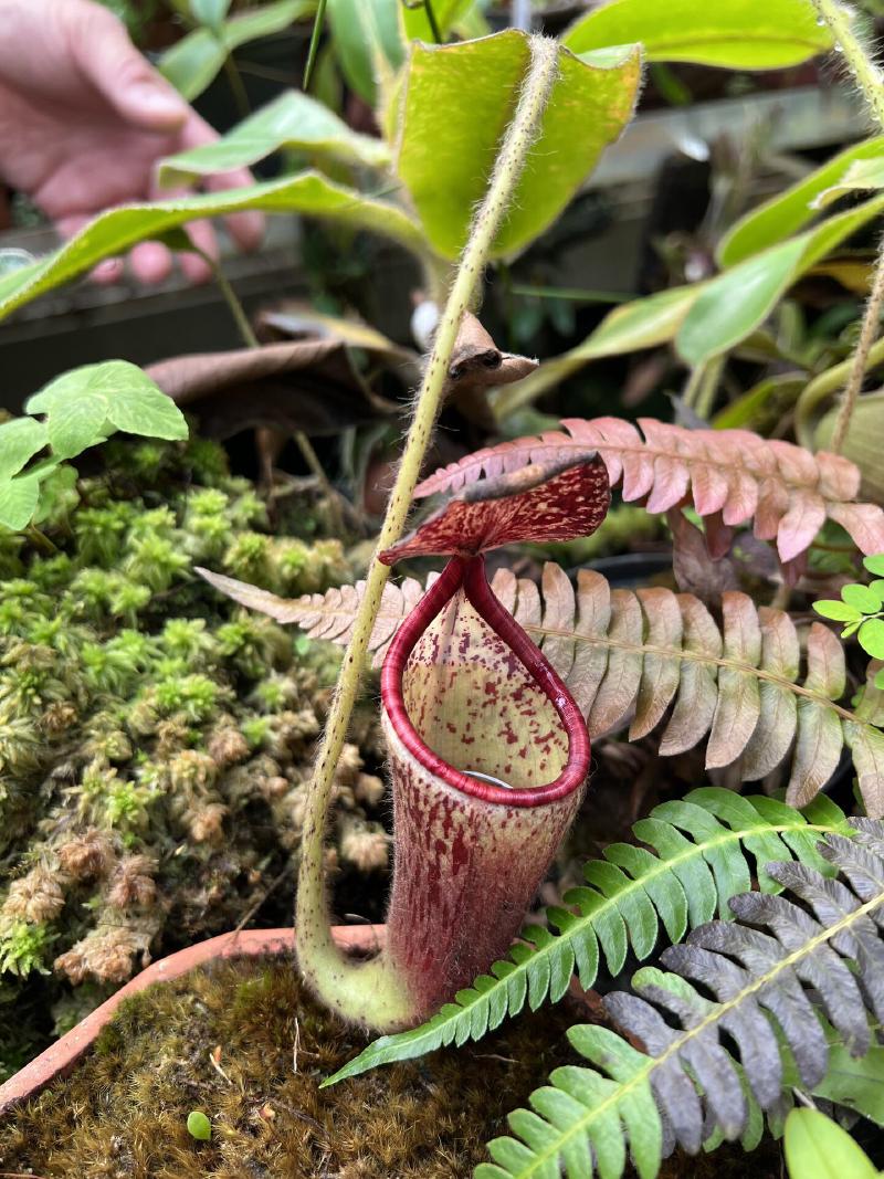 Nepenthes glandulifera. We talked about how this species has produced some extremely tolerant hybrids, including N. glandulifera x veitchii.