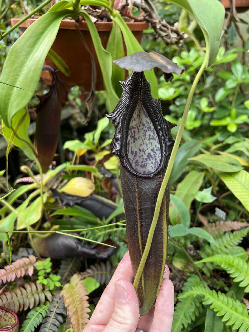 Nepenthes naga.