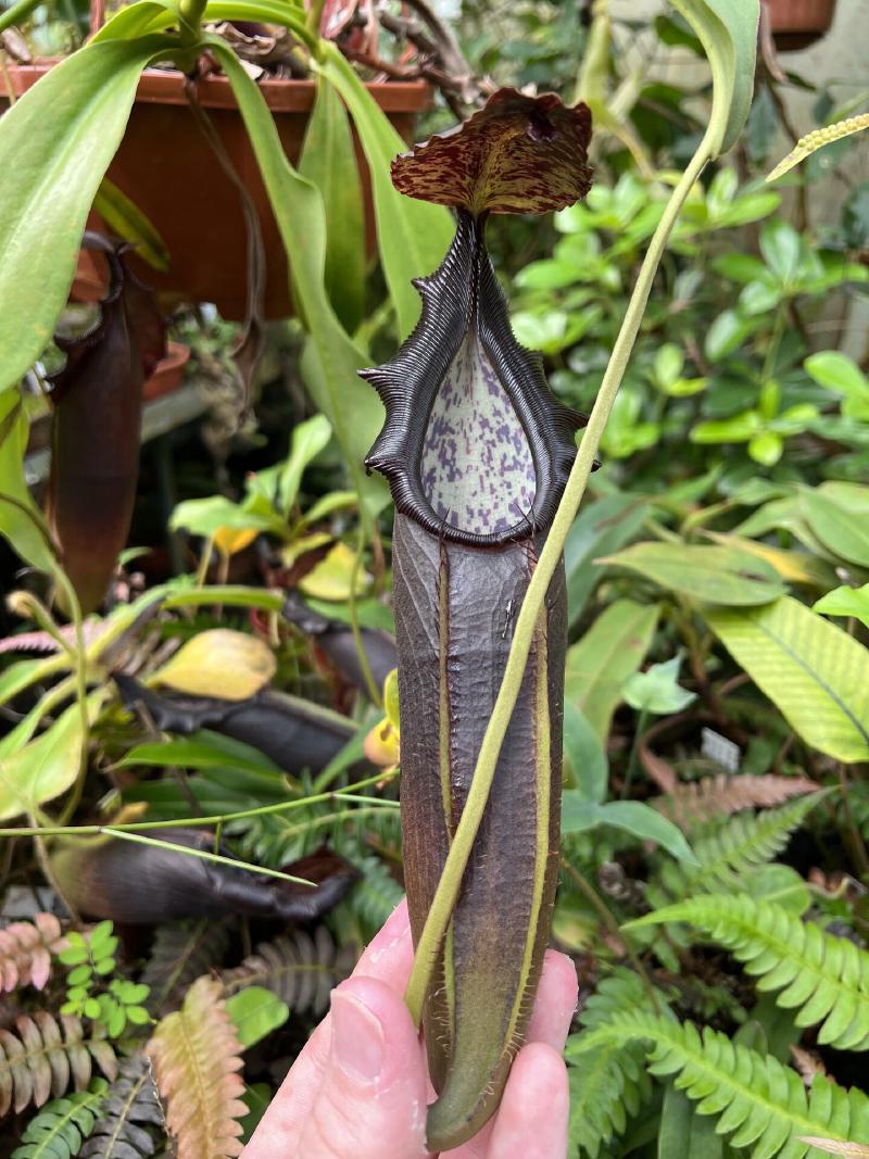 Nepenthes naga is named for the forked appendage under its lid ('naga' being the Indonesian word for dragon).