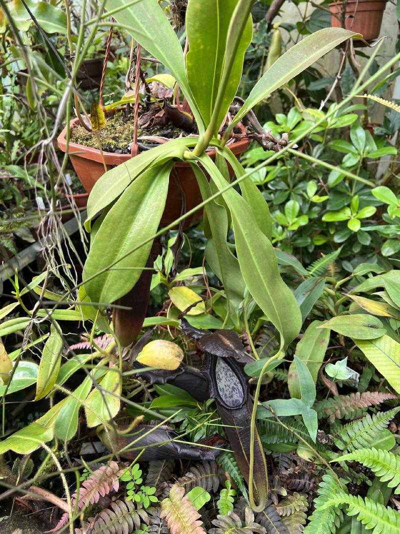 Note the wider leaf shape on N. naga compared to N. bongso.
