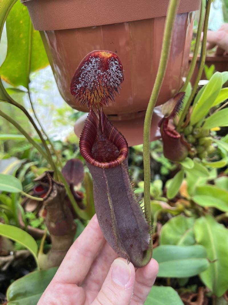 Nepenthes lowii x ephippiata pitcher starting to produce exudiate.