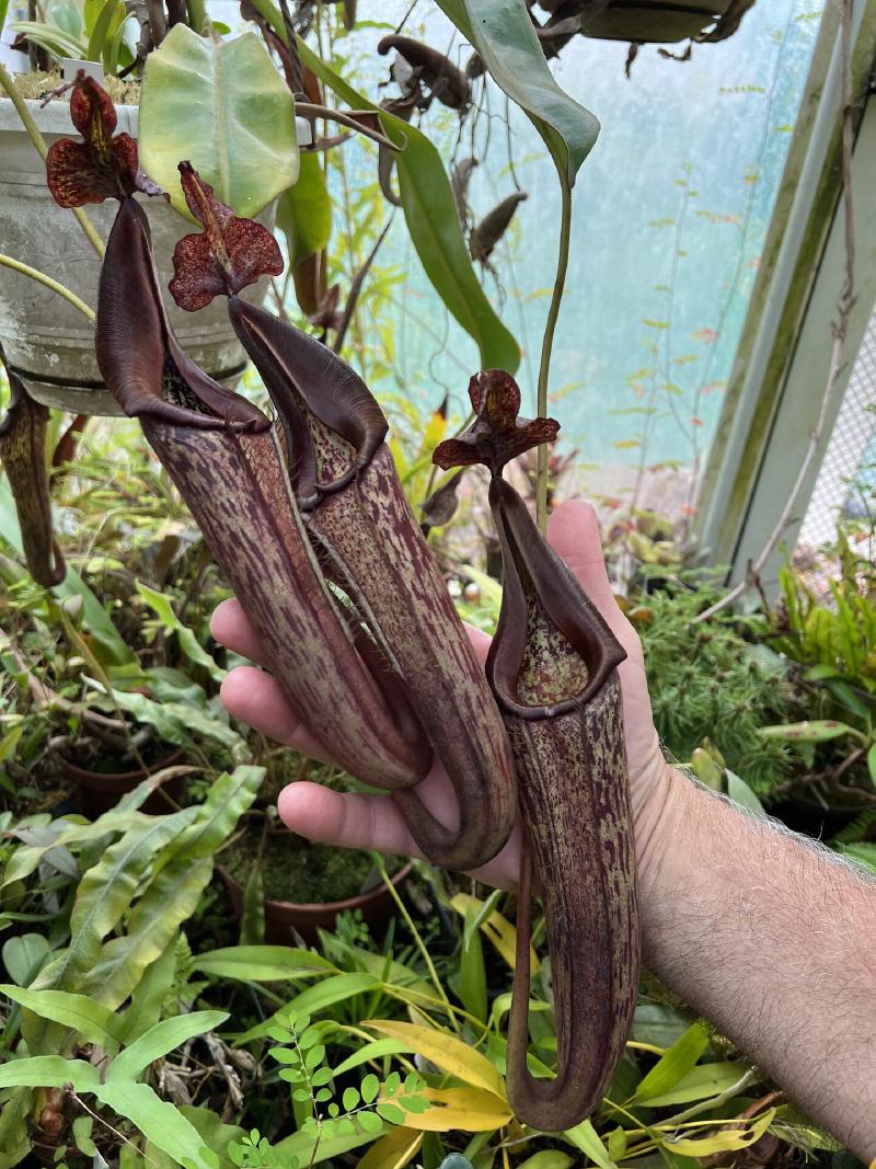 Nepenthes eymae.