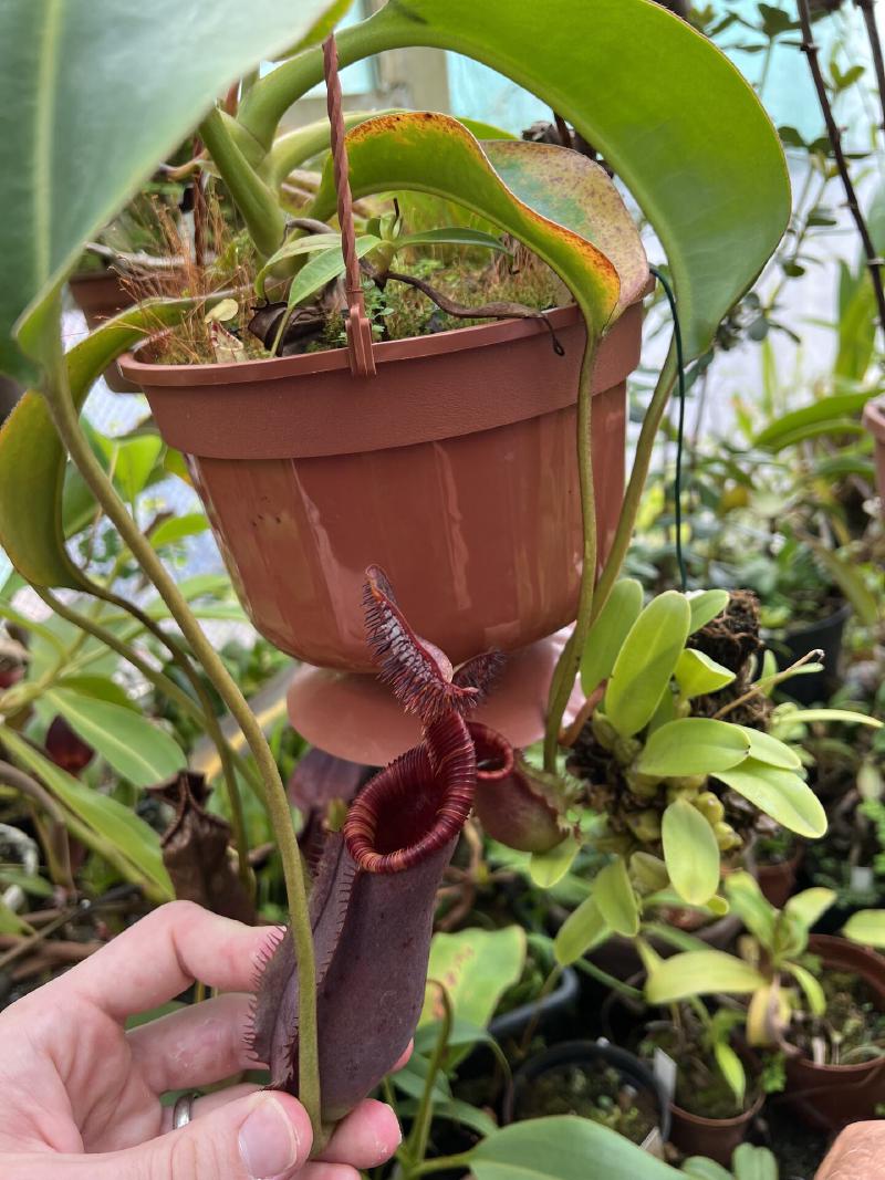 Nepenthes lowii x ephippiata. If anyone has a cutting going spare, I will sell you a kidney. Chris remarked that these used to be sold for €30 each!