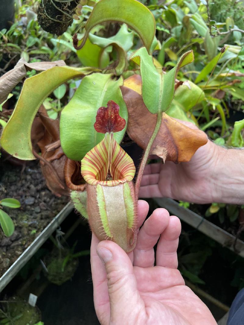 Nepenthes veitchii 'Candy' x 'Yamada', I believe.