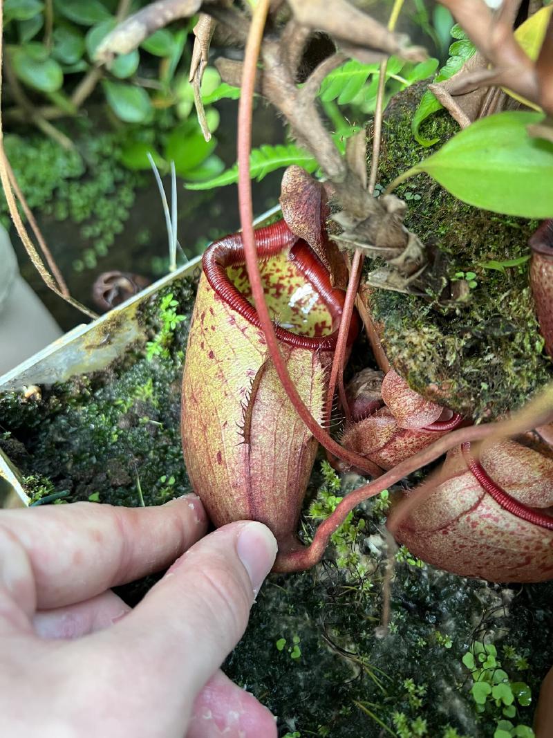 Pretty sure this was Nepenthes deaniana, from the Philippines.