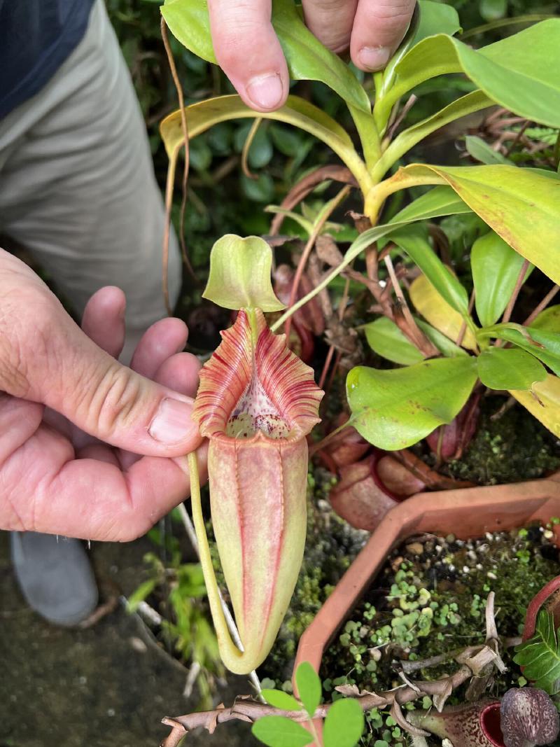 Nepenthes ovata.