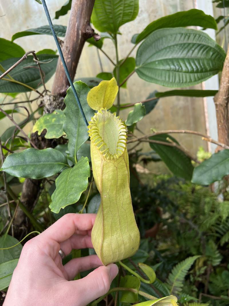 An upper pitcher on Nepenthes hamata. Chris grows this one directly in the ground!