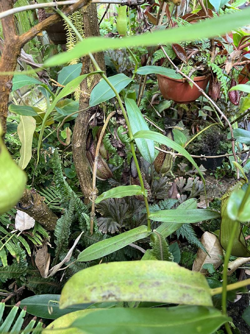 Tricky to photograph, but here are the lower N. hamata pitchers in the undergrowth.