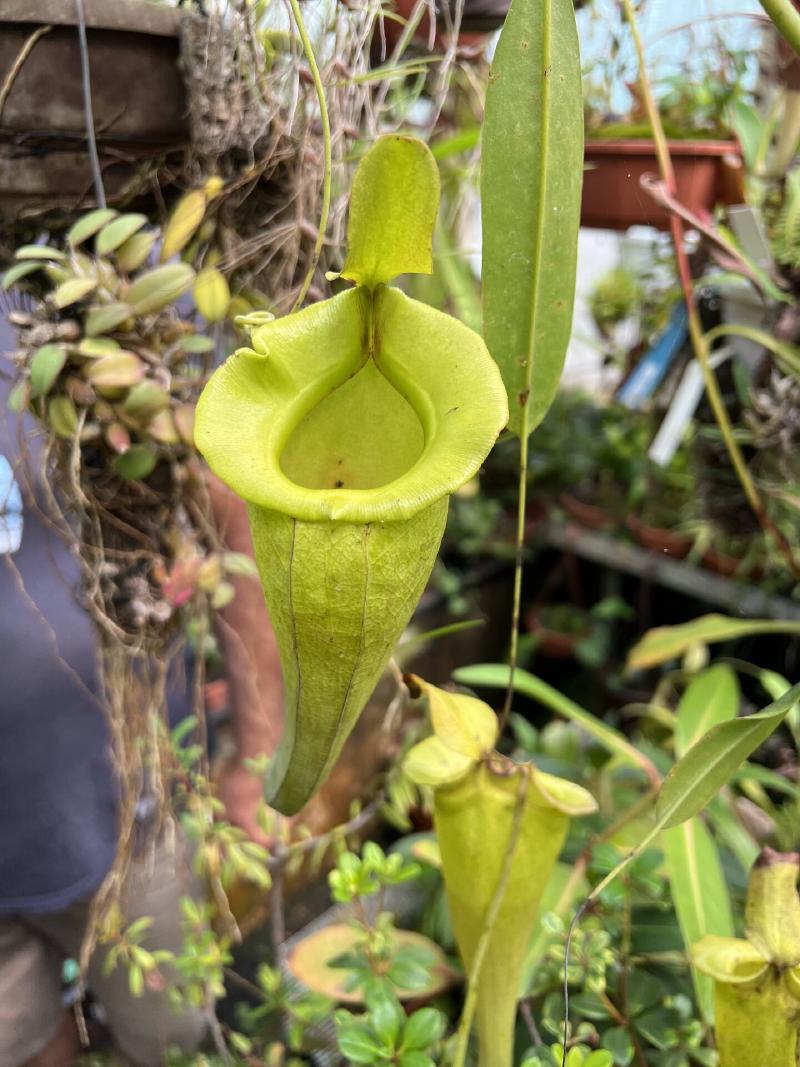 Nepenthes jacquelineae hybrid (x flava?).