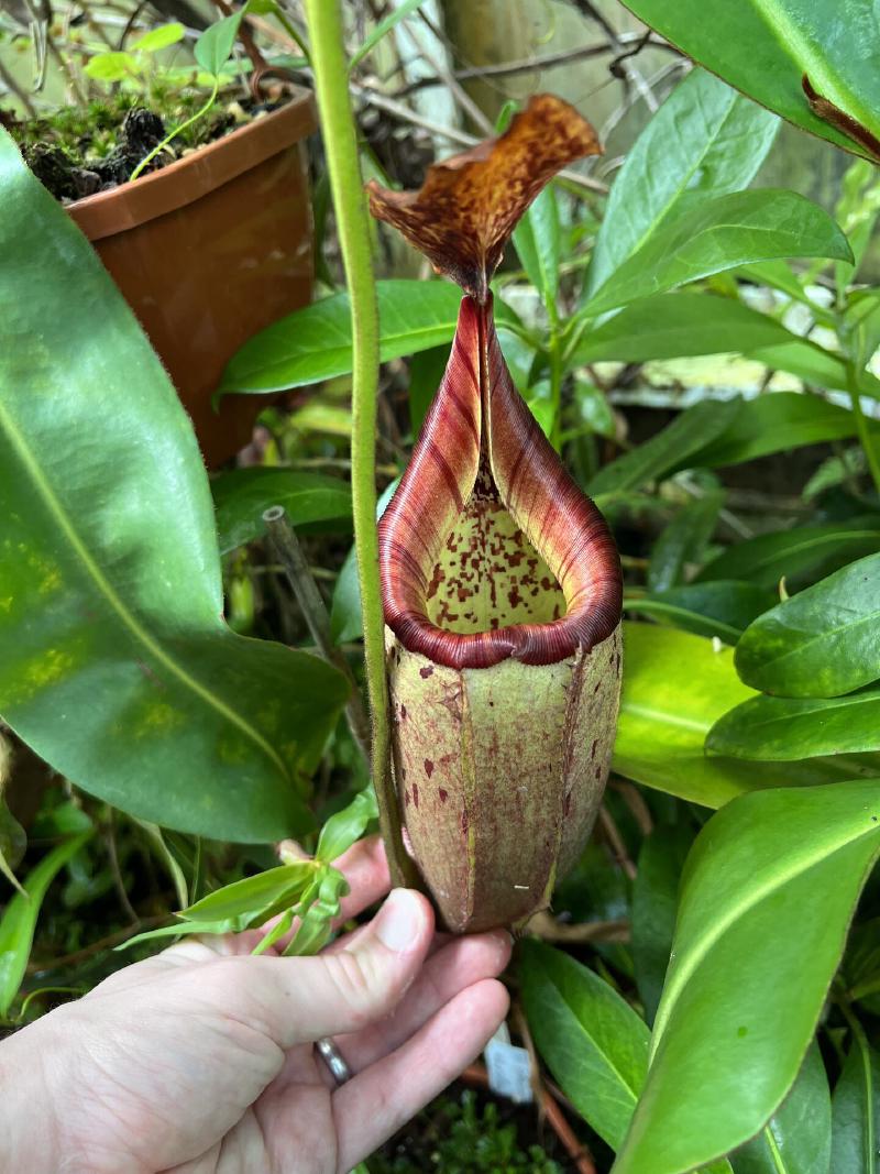 Nepenthes veitchii x burbidgeae. These are gloriously striped when they first open.