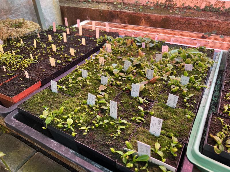 Under the benches, some very exciting hybrids growing up: N. platychila x trusmadiensis, N. veitchii x boschiana, and more.