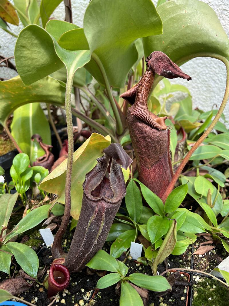 Nepenthes nebularum (supposedly...)